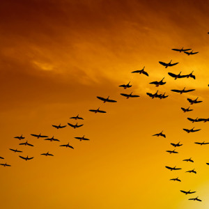 bird navigation